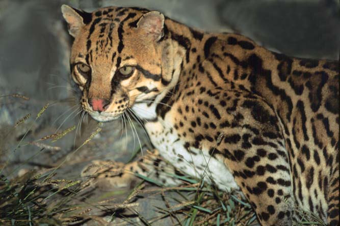 Ocelot Sitting