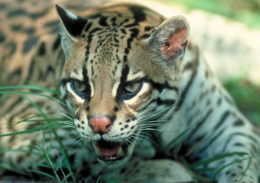 Ocelot